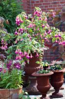 Fuchsia 'Constance' et Penstemon 'Phoenix Violet' en pot