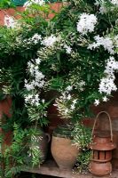 Jasminum polyanthum fleurissant sur un mur ensoleillé dans une véranda