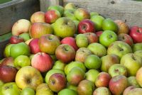 Caisse de pommes exceptionnelles