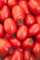 Tomates italiennes 'Olivada'