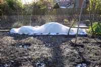 Protection des plantes en hiver - Agapanthe recouvert de molleton
