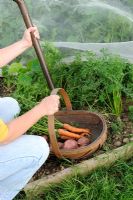 Jardinière avec trug de carottes et pommes de terre fraîches, montrant la récolte de carottes sous environnement - filet anti-mouches anti-carottes