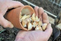 Jardiniers mains montrant des gousses d'ail saines prêtes pour la plantation, octobre