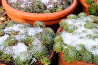Sempervivum en pot avec une légère couche de neige, novembre