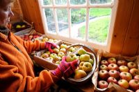Jardinière en hangar trier des pommes saines pour l'entreposage d'hiver, octobre