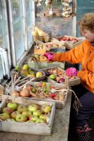 À effet de serre à la fin de l'automne avec une femme jardinière sélectionnant des pommes, des oignons et de l'ail sains pour le stockage d'hiver, octobre