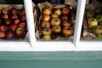 Pommes d'hiver entreposées, vue à travers la fenêtre de l'abri de jardin, octobre