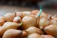 Les oignons 'Senshyu Yellow' en octobre prêts pour la plantation