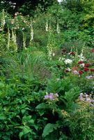 Parterre de jardin en été avec plantation de plantes vivaces, de graminées et d'arbustes, notamment de géranium, de digitale, de verbascum, de stipa tenuissima, d'Eryngium, de Dianthus barbartus, de miscanthus et de Rosa 'Felicia'