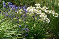 Echinops ritro 'Veitch's Blue', Agapanthus 'Podge Mill' et Pennisetum macrourum - Marchants Nursery, East Sussex