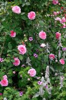 Rosa 'Blairii Number Two' avec Stachys lanata et Geranium 'Salome'