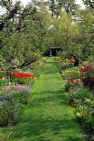 Pommiers sous-plantés de tulipes, de narcisses, de dérives de Muscari et de Myosotis - Hergest Croft Gardens