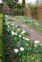Jardin de printemps hollandais avec Tulipa et Myosotis planté le long du chemin