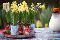 Hyacinthus en pots à motifs sur table. Keukenhof, Hollande.