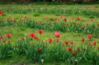 Jardin de printemps hollandais avec Tulipa 'Bastogne', Tulipa 'Dyanto', Tulipa 'Kingsblood', Tulipa 'World Expression', Tulipa 'Darwin - Hybrid', Tulipa 'Grand Perfection Triumph', Tulipa 'Miss Holland', Tulipa 'Couleur Cardinal' et Tulipa 'Red Present' planté en lignes dans la pelouse