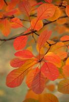 Cotinus coggygria 'Flame'