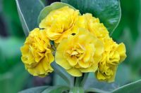 Primula auricula 'Dorado', Double fleur