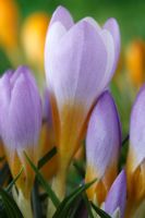 Crocus sieberi subsp. atticus 'Firefly', février