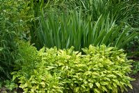 Plantes à intérêt pour le feuillage - Feuilles d'iris, Achillea et Salvia officinalis panachées d'or - Sauge. Sandhill Farm House, Hampshire, en juin.
