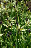Iris chrysographes 'Black Form' plantes en fleur