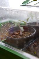 Plants de tomates poussant dans un multiplicateur