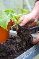 Rempotage sur concombres - Séparez soigneusement les plantes