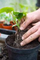 Rempotage sur concombres - Séparez soigneusement les plantes