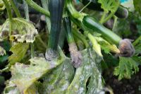 Usine de courgettes atteintes de maladies bactériennes et fongiques à la fin de l'automne