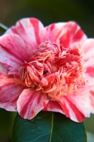 Camellia japonica 'Lavinia Maggi'