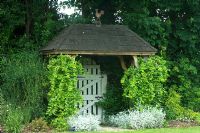 Lonicera - Chèvrefeuille grandissant arche en bois avec porte en dessous à Parsons Cottage