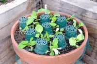 Semis de Pak choi poussant dans un grand pot en terre cuite, protégés par des filets et des pots en plastique pour retenir les filets des plantes