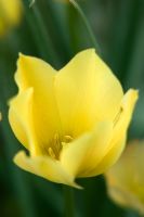 Tulipa 'bijou jaune'