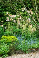 Parterre de fleurs mixtes d'Euphorbia, Myosotis, Rhododendron et Tiarella - La Maison Blanche, Keyworth, Nottinghamshire