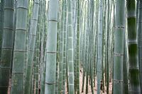 Bambouseraie à Arashiyama, Kyoto, Japon