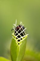 Dionaea muscipula - Attrape-mouche Vénus