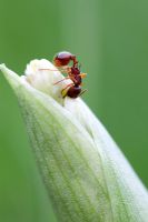 Myrmica rubra - Fourmi de feu européenne ou fourmi rouge commune, mangeant des boutons de fleurs d'ail sauvage