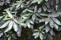 Moisissure fuligineuse - Champignons ascomycètes, sur les feuilles de Rhododenron qui poussent sur le miellat excrété par divers insectes mangeurs de sève