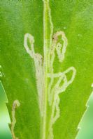 Mines de feuilles sur des feuilles de Leucanthemum causées par les larves de certaines espèces de lépidoptères, probablement un mineur bucculatricide