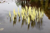 Feuillage d'iris dans un jardin botanique aquatique avec 3 grands étangs naturels et une cinquantaine d'étangs artificiels