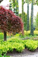 Arbre planté d'Hosta dans un jardin botanique aquatique avec 3 grands étangs naturels et une cinquantaine d'étangs artificiels