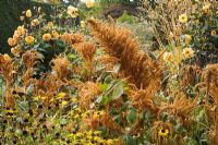 Parterre d'automne avec Rudbeckia fulgida var. sullivantii 'Goldstrum', Amaranthus cruentus 'Golden Giant' et Dahlia 'David Howard' - The Savill Garden, Windsor Great Park