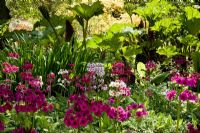 Jardin boisé au printemps avec Primula candelabra, Iris pseudacorus et Gunnera - The Savill Garden, Windsor Great Park