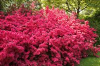 Rhododendron en fleurs dans un jardin boisé au printemps - Le Savill Garden, Windsor Great Park