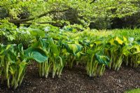Hosta 'Great Expectations' sous-plantée de Carpinus Laxiflora au printemps - The Savill Garden, Windsor Great Park