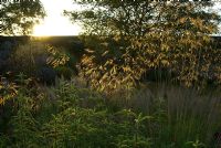 Le soleil levant illumine Stipa gigantea - Grass Garden, Hants