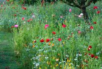 Petit verger avec des pommiers et des poiriers poussant parmi les fleurs sauvages et les annuelles, y compris les coquelicots, les amoureux dans la brume, les corncockles, les marguerites à œil de boeuf et Orlaya grandiflora - Coastal Garden, Dorset