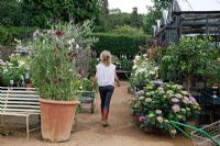 Jardinier de Petersham House Lucy Boyd et grand pot avec Lathyrus - Sweet Peas à Petersham Nurseries, Richmond, Surrey