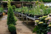 Plantes à vendre à Petersham Nurseries, Richmond, Surrey