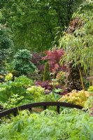 Pont en bois dans un jardin de style oriental avec Acers, Azalea, Gunnera Bamboo et conifères. Tony et Marie Newton, Walsall, Royaume-Uni