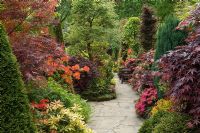 Chemin de pavage fou à travers un jardin de style oriental bordé d'Acer, Azalea, Conifers et Pieris. Tony et Marie Newton, Walsall, Royaume-Uni